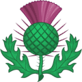 Scottish Thistle